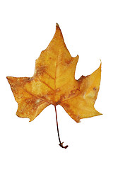 Image showing dry leaf tree in autumn