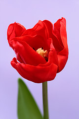 Image showing red tulip