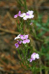 Image showing wildflower