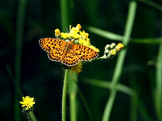 Image showing butterfly