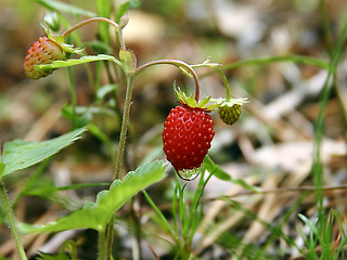 Image showing wild  strawberries after rain