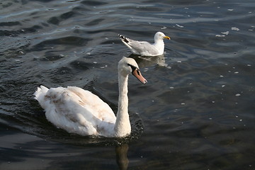 Image showing The swan and the seagull