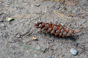 Image showing Pine Cone on the ground