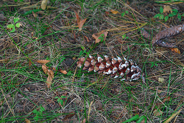 Image showing Pine Cone on the ground