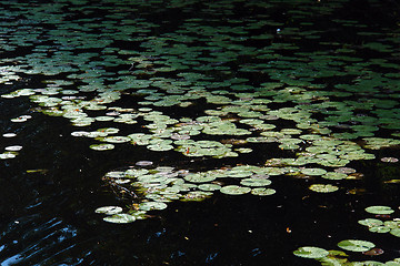Image showing lily pads