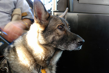 Image showing German Shepherd seeing eye dog