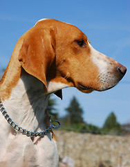 Image showing Foxhound