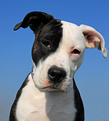 Image showing american staffordhire terrier