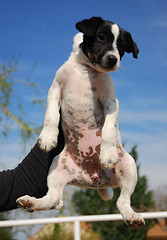 Image showing puppy jack russel terrier