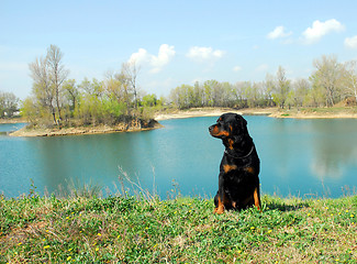 Image showing rottweiler