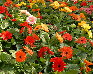 Image showing Gerberas