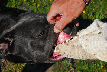 Image showing cane corso