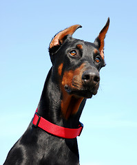 Image showing doberman