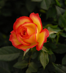 Image showing rose