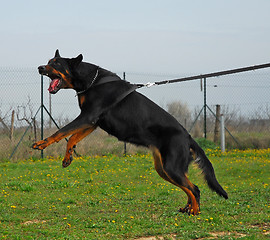 Image showing aggressive beauceron