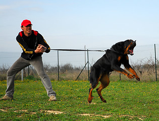 Image showing attack dog