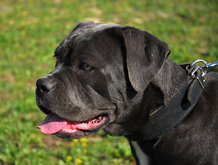 Image showing cane corso