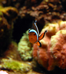 Image showing clown fish