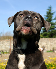 Image showing cane corso