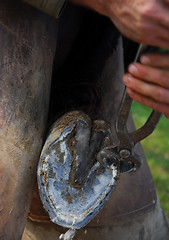 Image showing farrier