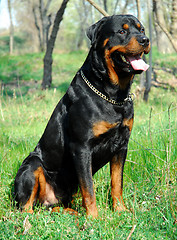 Image showing rottweiler