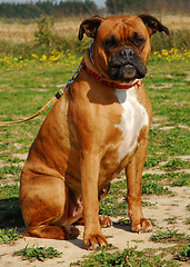 Image showing boxer