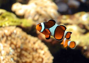 Image showing clown fish