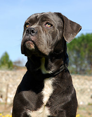 Image showing cane corso