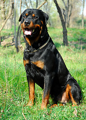 Image showing rottweiler