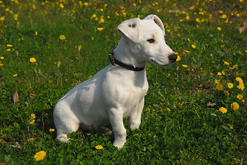 Image showing puppy jack russel terrier