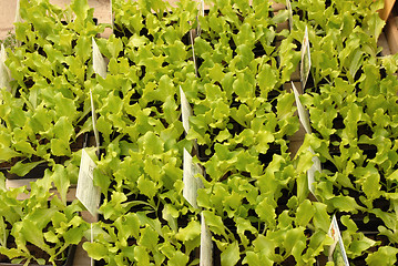 Image showing lettuce seedling