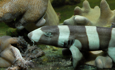 Image showing little shark