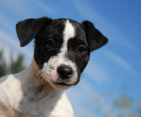 Image showing puppy jack russel terrier