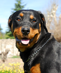 Image showing rottweiler