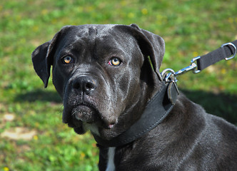 Image showing cane corso