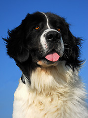 Image showing landseer