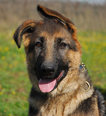 Image showing puppy german shepherd