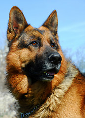 Image showing german shepherd