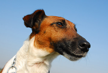 Image showing smooth fox terrier 