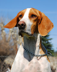 Image showing Foxhound