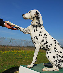 Image showing dalmatian and paw