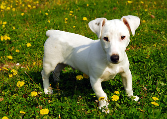 Image showing puppy jack russel terrier