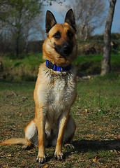 Image showing malinois