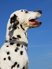 Image showing dalmatian