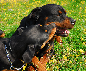 Image showing two rottweilers