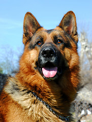 Image showing german shepherd