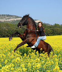 Image showing rearing horse