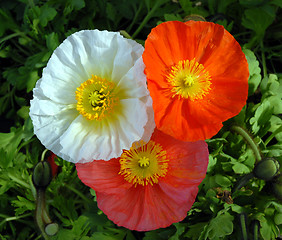 Image showing opium poppy