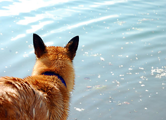 Image showing malinois near a river