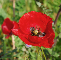 Image showing red poppy